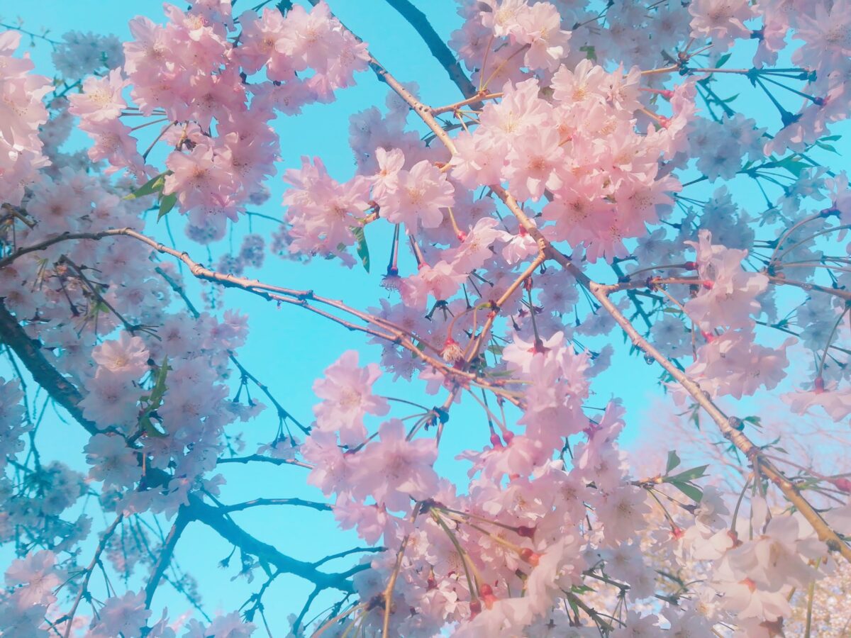 生徒さんが大阪音楽大学に合格した 春の桜