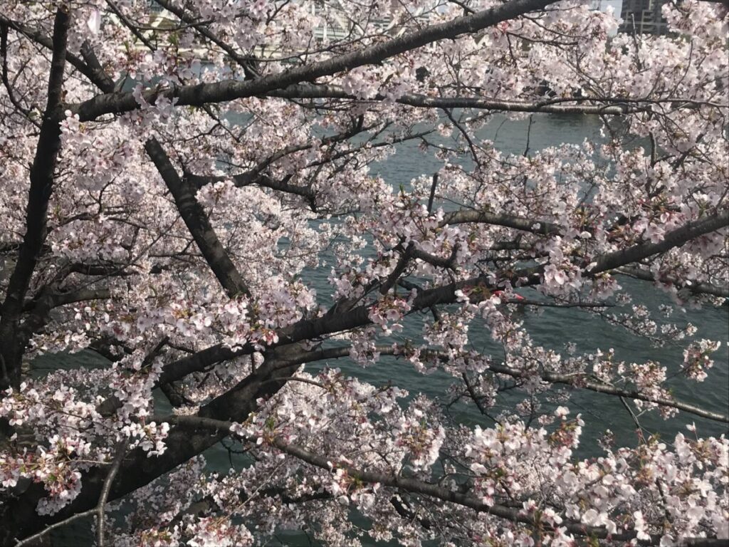 春の桜