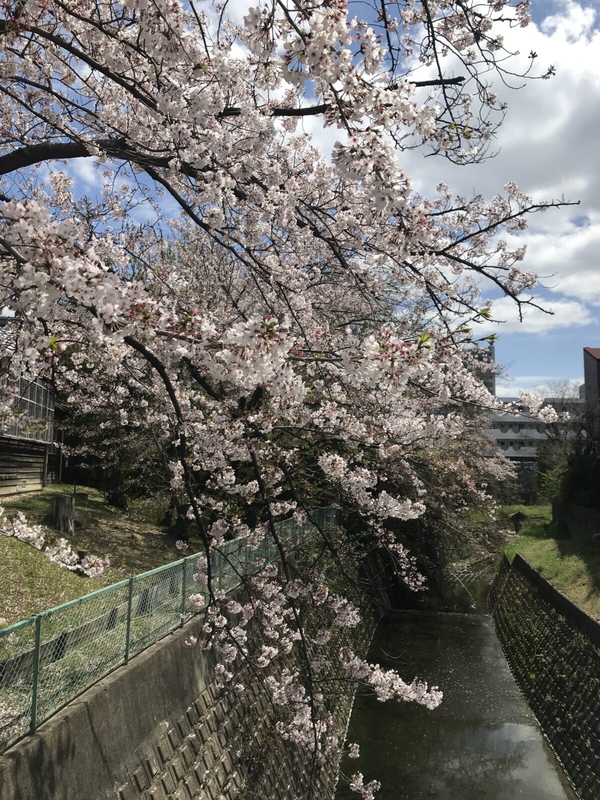 春の桜
